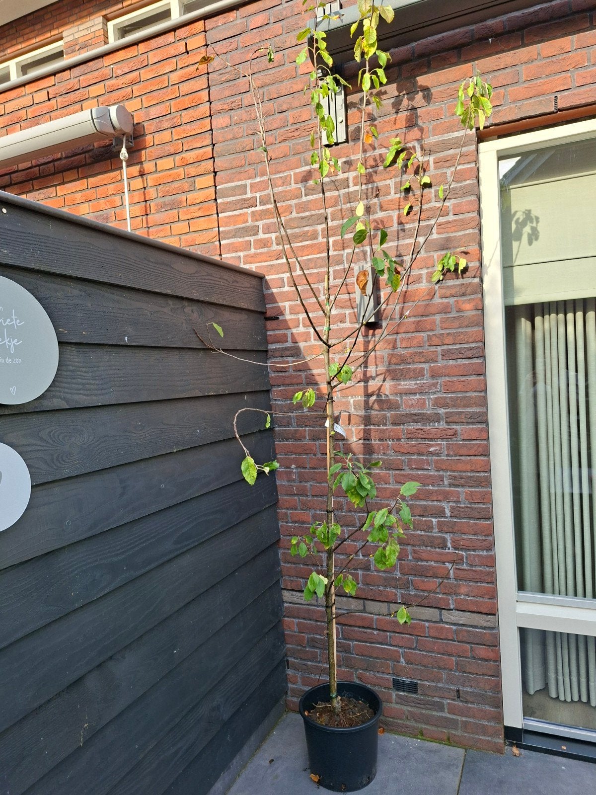 Appelboom Elstar - Ophalen in Wekerom, Ophalen, Overige soorten