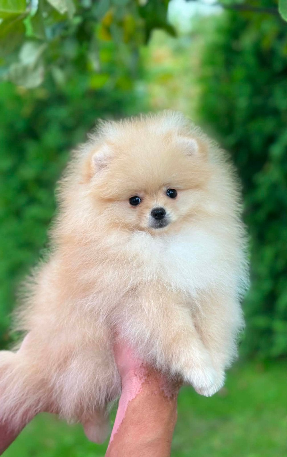 Pomeranian BEARFACE - teefje, Particulier, Keeshond, 8 tot 15 weken, Buitenland