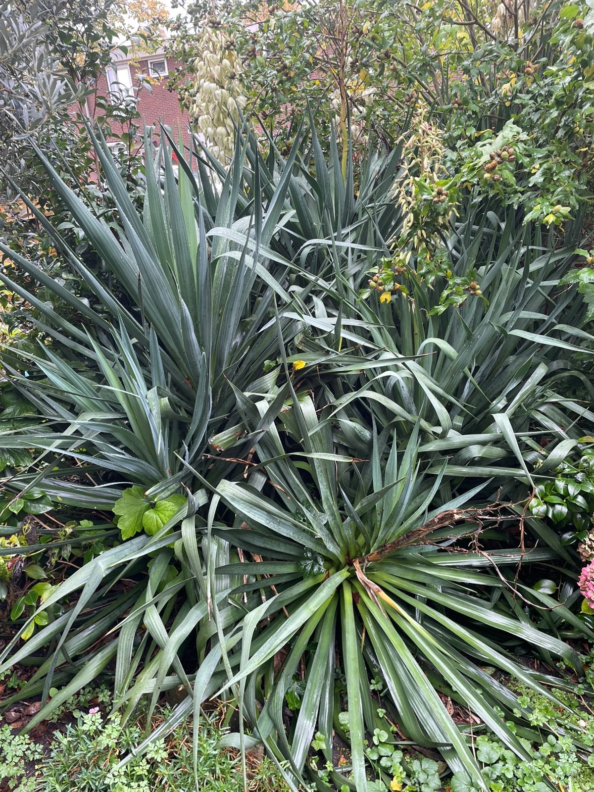 Palmlelie ( Yucca gloriosa ) ophalen in Oostzaan, Overige soorten, 100 tot 250 cm, Zomer, Ophalen