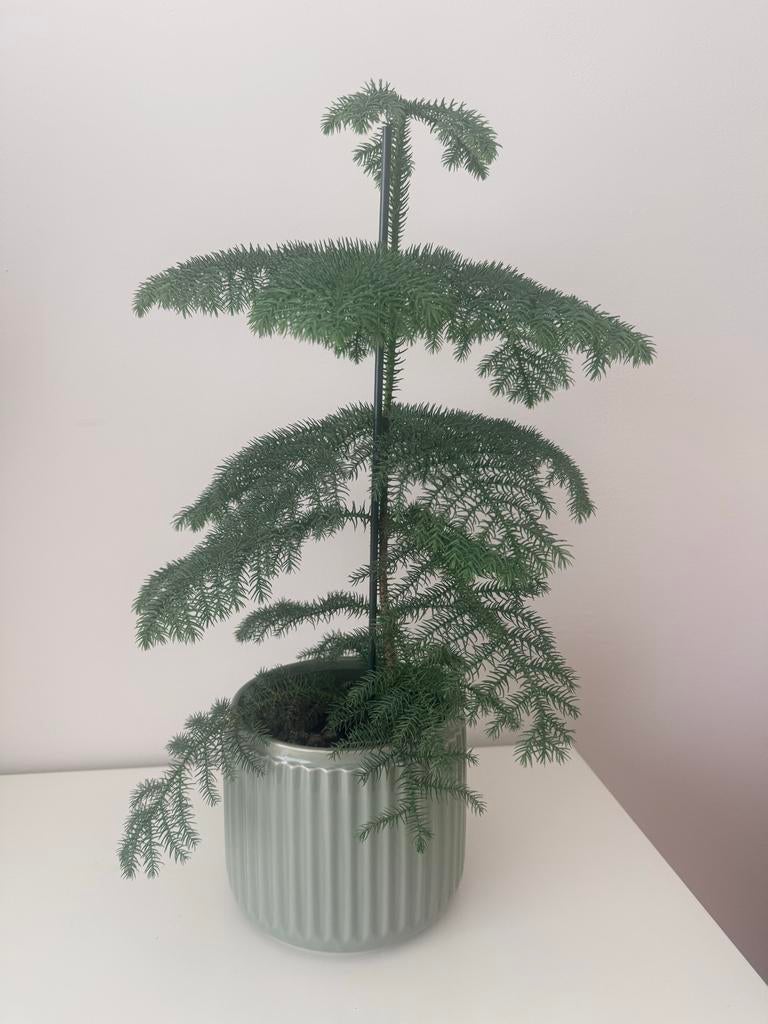 Kamerplant (Araucaria heterophylla), Ophalen, Overige soorten, Halfschaduw, In pot