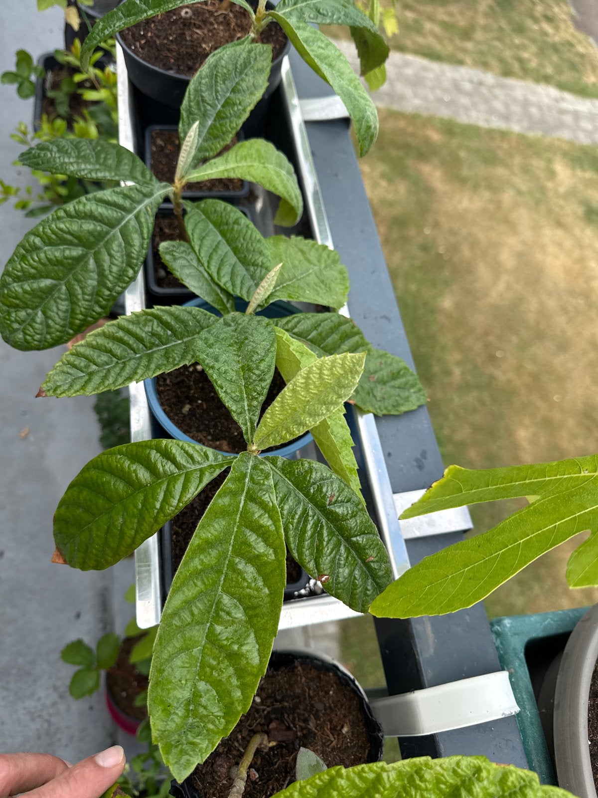 Loquat plantjes - Japanse wolmispel, Volle zon, Vaste plant, Ophalen of Verzenden, Winter
