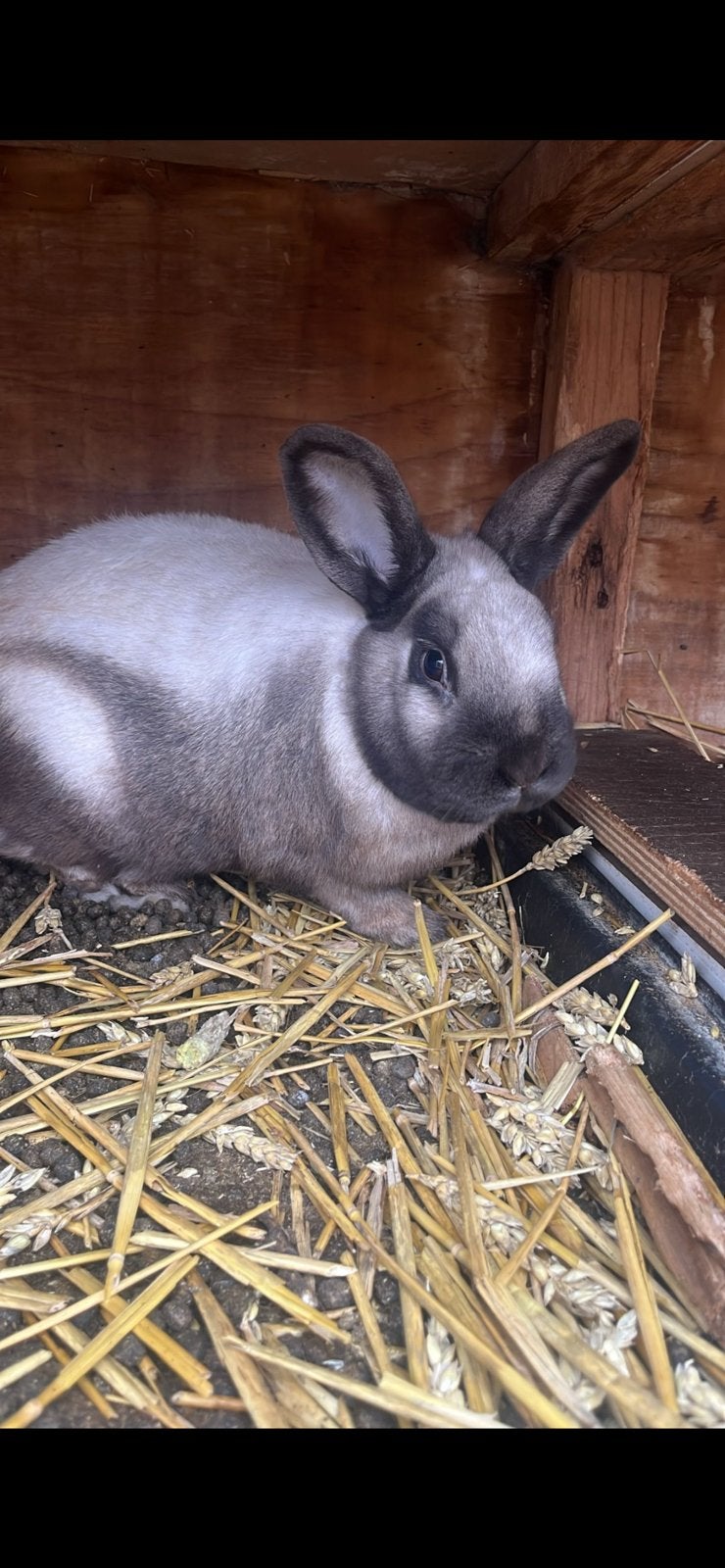 Lieve ram, Dieren en Toebehoren, Konijnen, Mannelijk, Dwerg, 0 tot 2 jaar