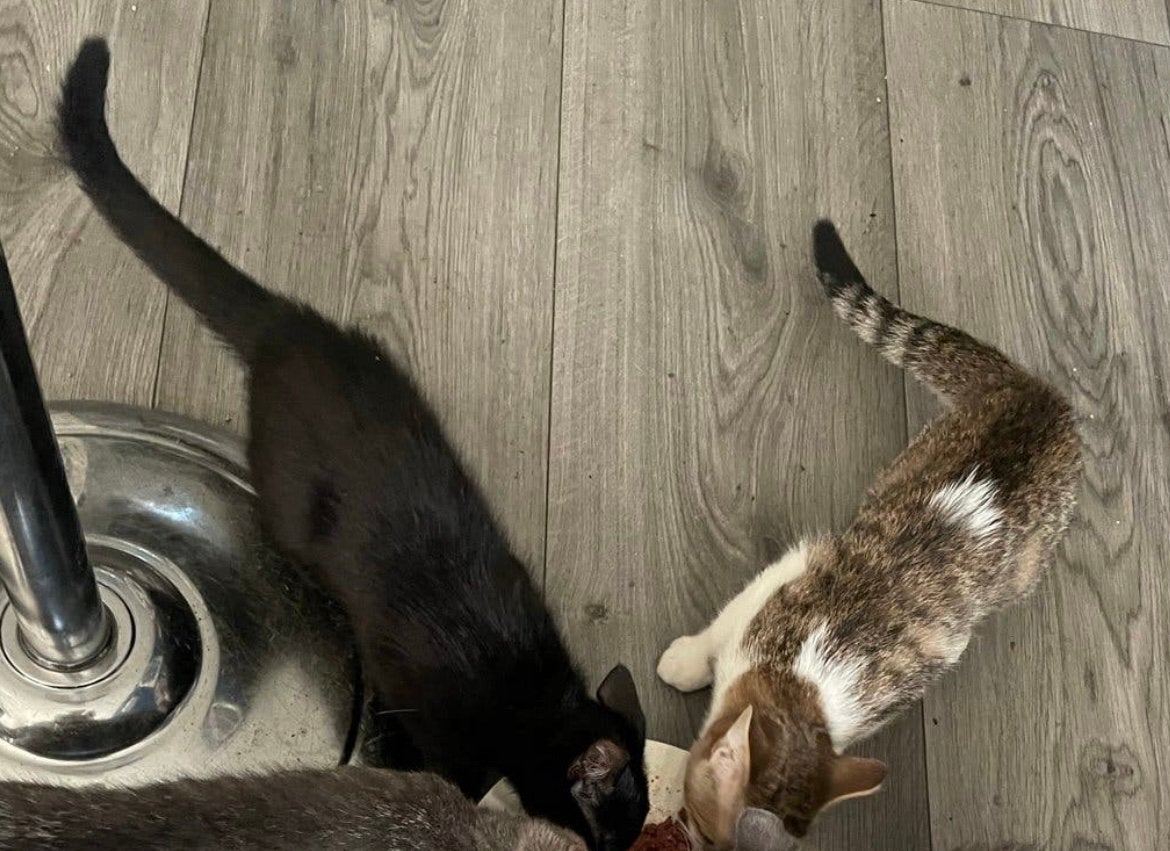 2 kittens 12 weken oud, Poes