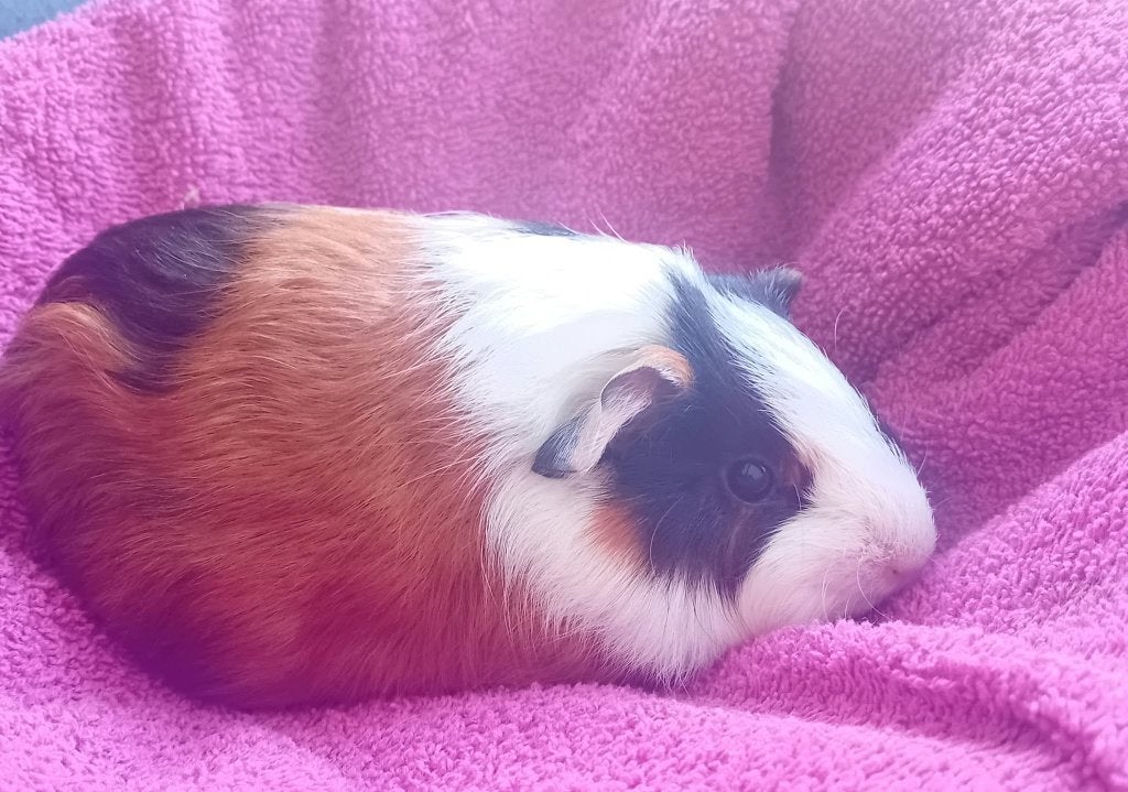Cavia zeugje, Dieren en Toebehoren, Cavia, Vrouwelijk, Tam, September