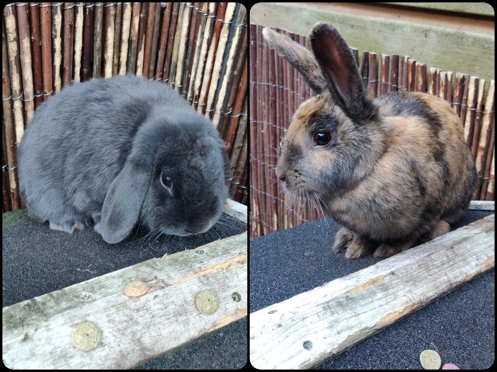 2 mooie en lieve konijnen, gratis af te halen., Meerdere dieren, Middelgroot, Hangoor, 0 tot 2 jaar