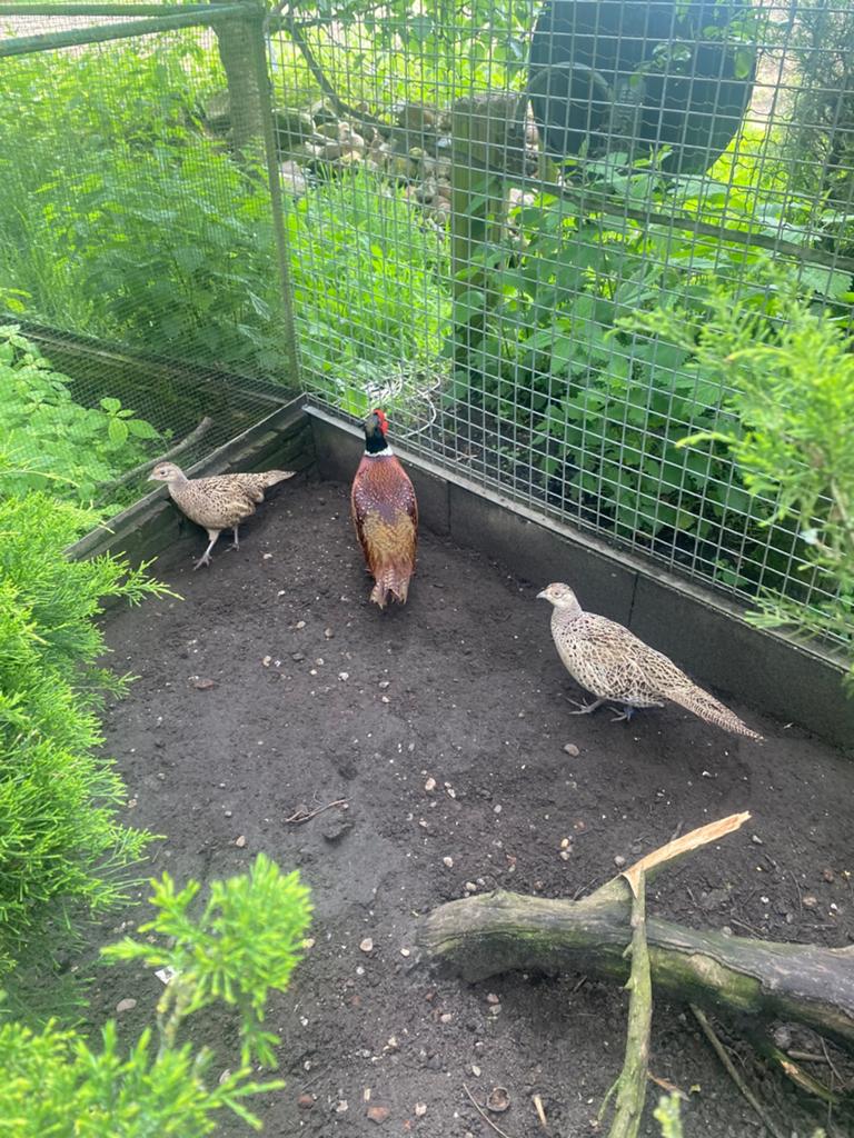 Bosfazanten, Dieren en Toebehoren, Pluimvee, Geslacht onbekend, Kip