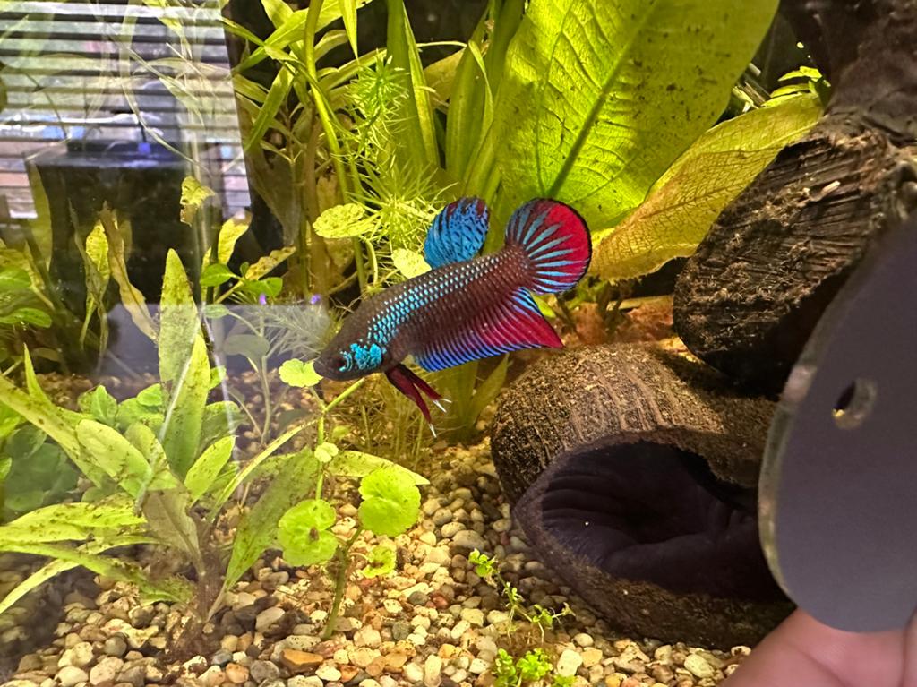 Wilde betta imbellis man, Dieren en Toebehoren, Vissen | Aquariumvissen, Vis