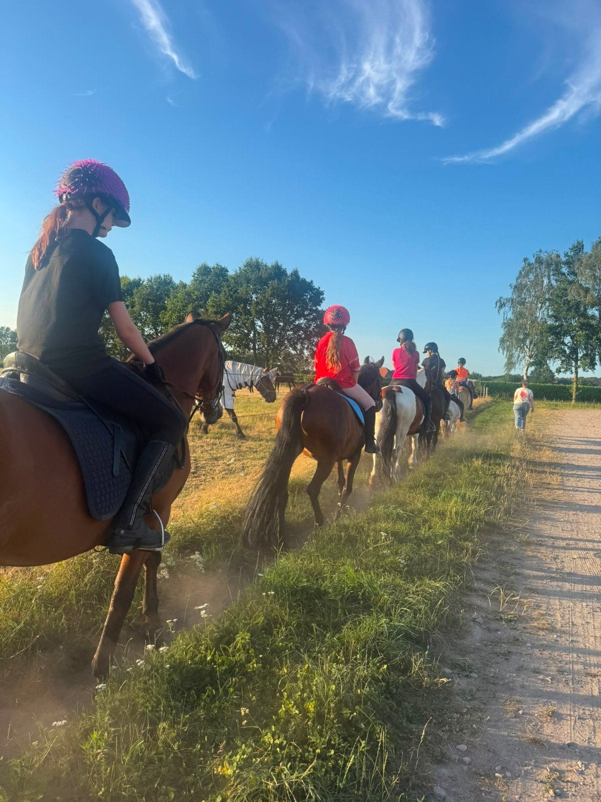 verzorg pony gezocht omgeving tilburg, Ophalen of Verzenden, Nieuw