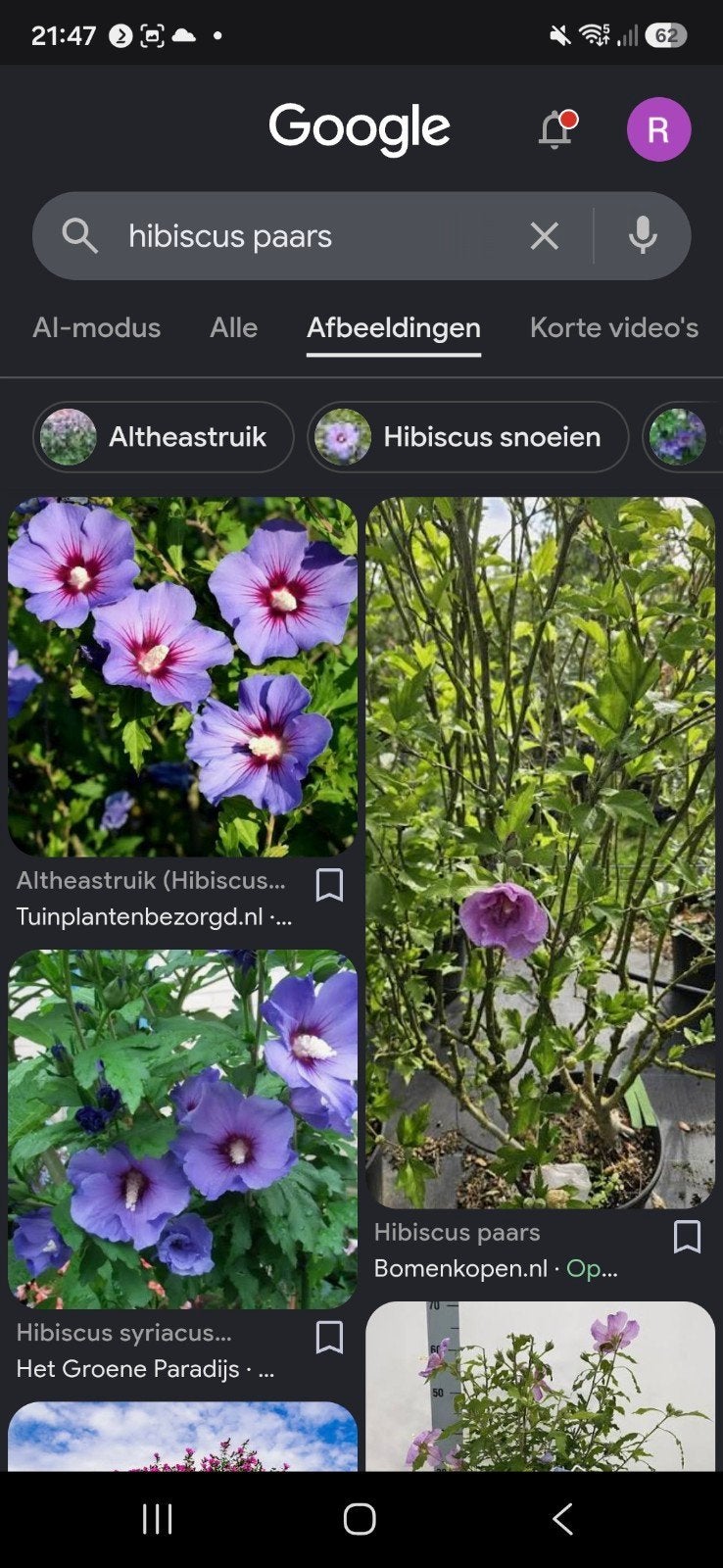 Hibiscus struik - Paarse bloemen, Volle zon, Vaste plant, Zomer, Ophalen