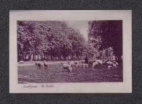 Foto Zuidlaren De Brink Schapen., 1980 tot heden, Foto, Ophalen of Verzenden, Zo goed als nieuw
