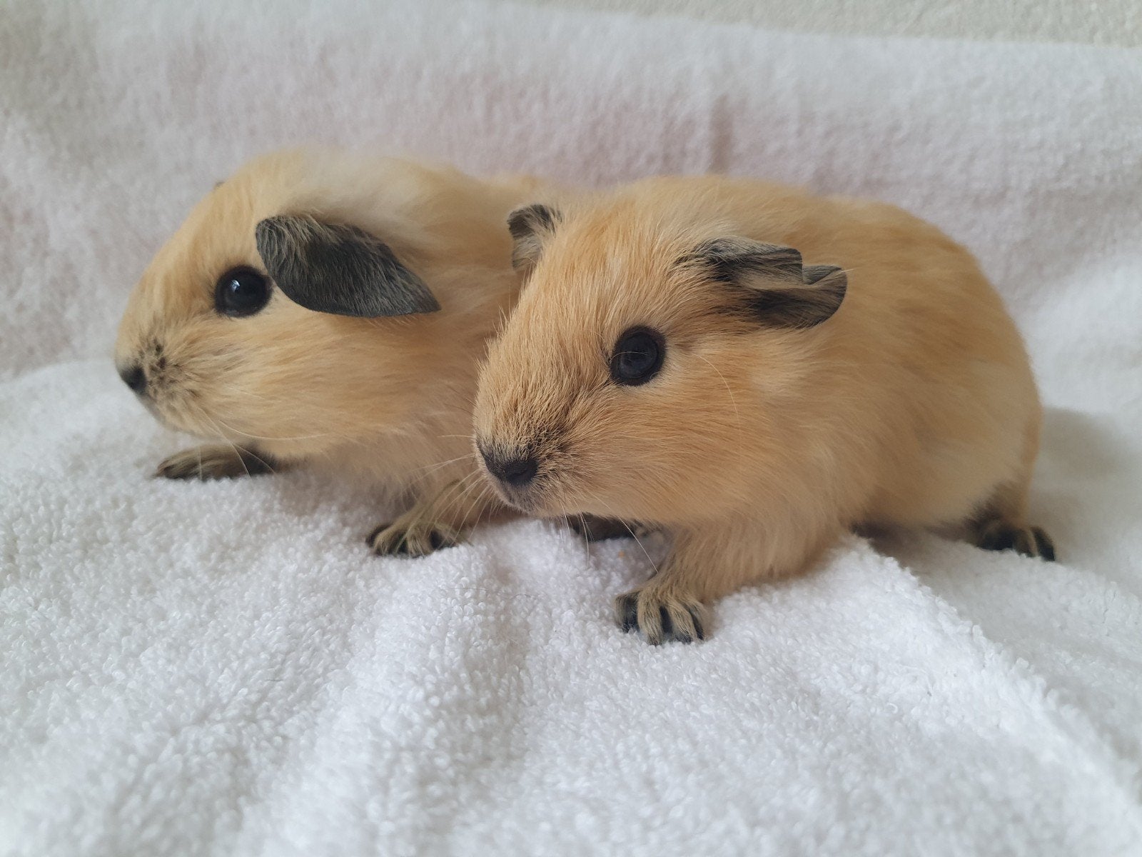 cavia broertjes rond de 5 weekjes jong, Dieren en Toebehoren, Knaagdieren, Cavia, Mannelijk, Juli, Tam