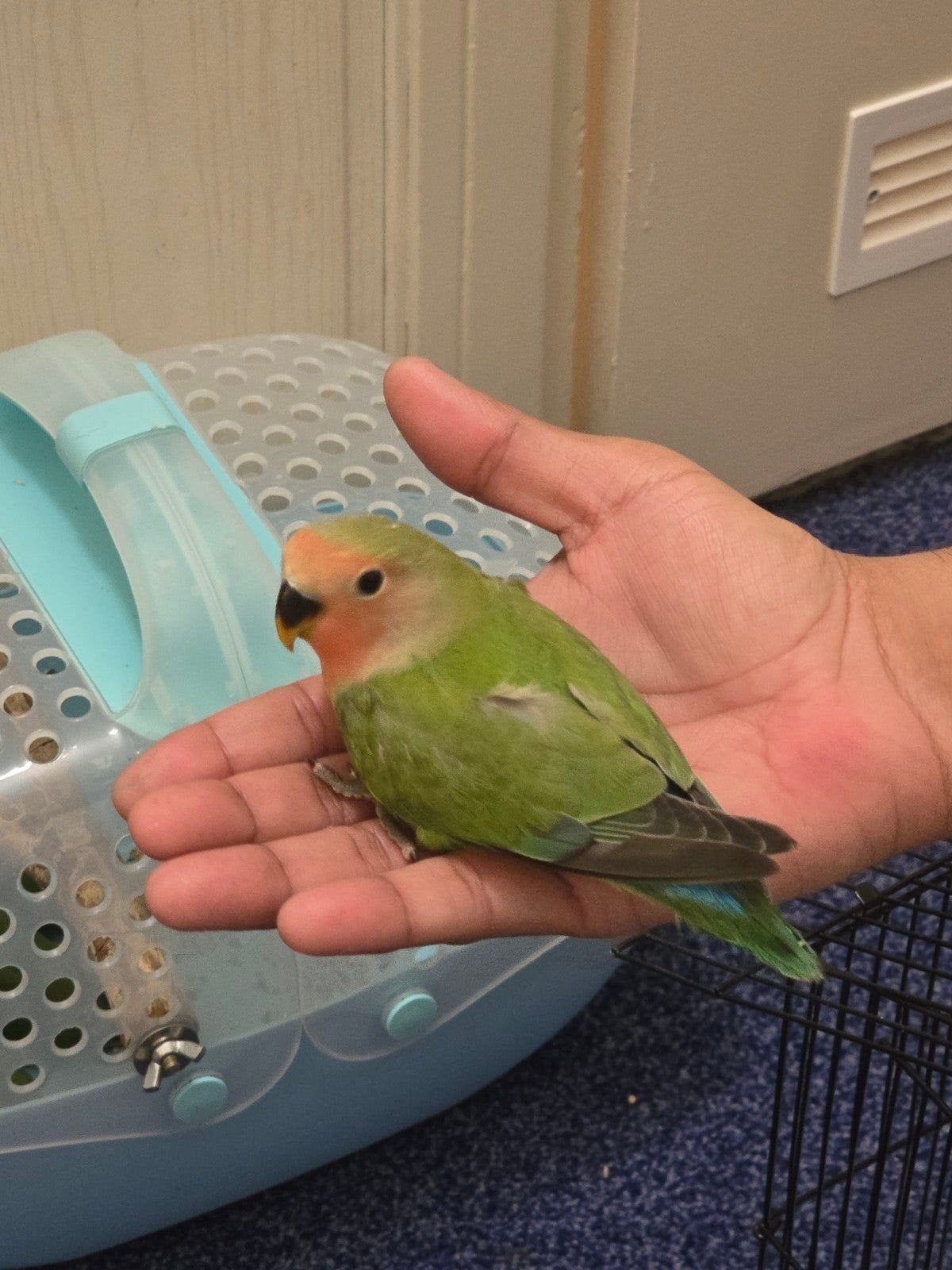 Baby dwerg papegaai 9 weken oud nog 2 over, Dieren en Toebehoren, Vogels | Parkieten en Papegaaien, Geslacht onbekend, Dwergpapegaai of Agapornis
