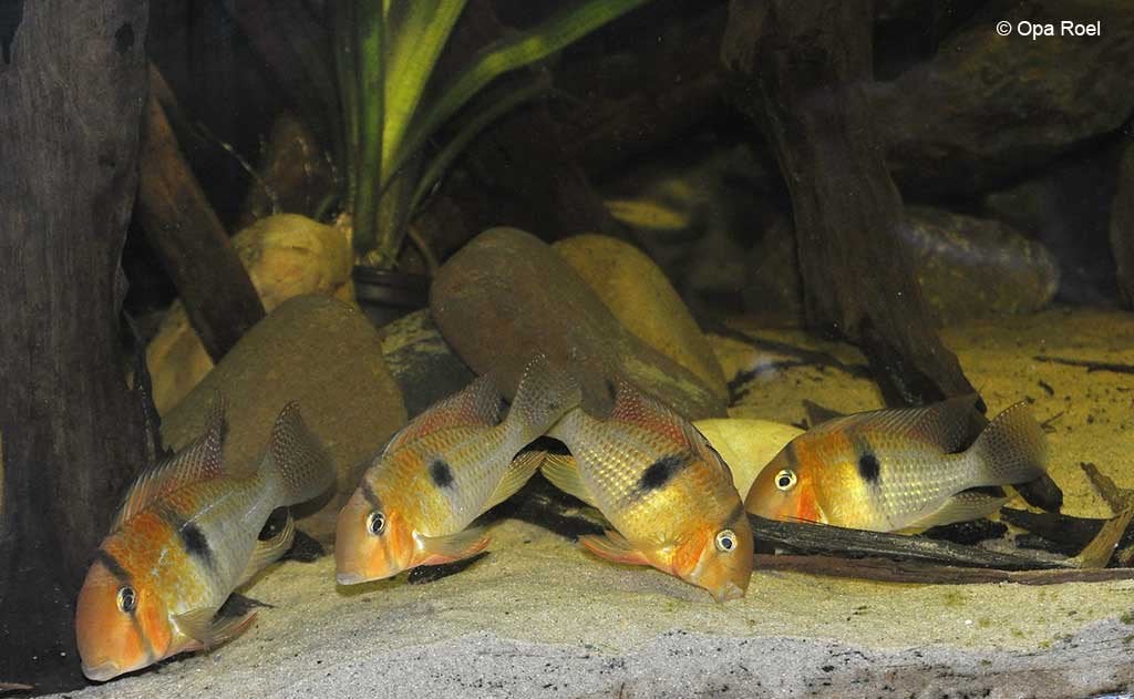 Zuid Amerikaanse Cichliden, Dieren en Toebehoren, Vissen | Aquariumvissen, Vis