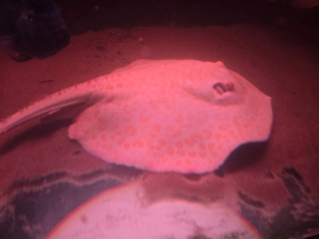 Albino panda (rog) Potamotrigon 40cm male, Vis, Zoetwatervis