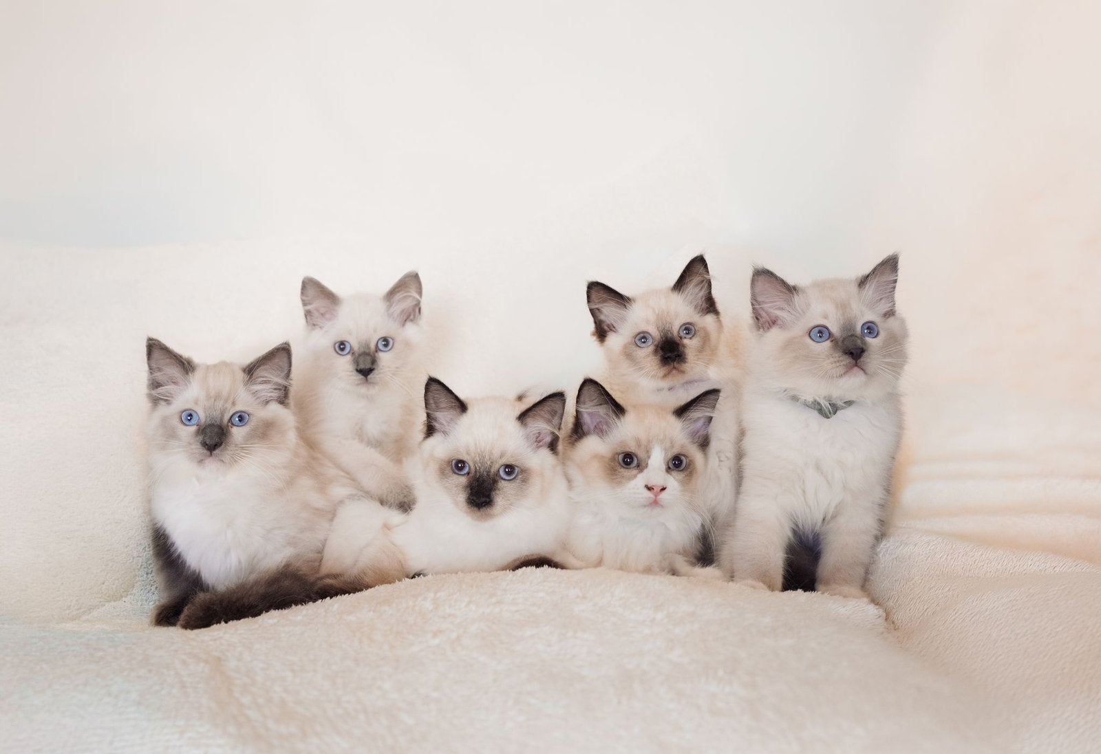 Ragdoll kittens, Meerdere dieren, Gechipt, 0 tot 2 jaar