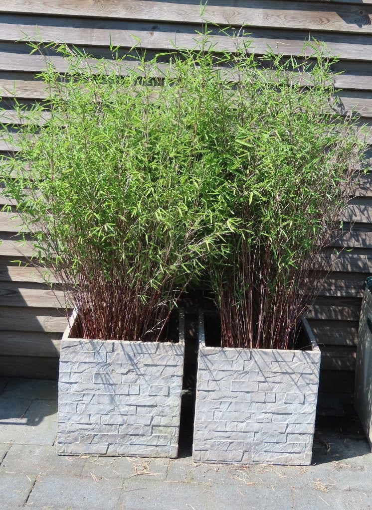 2x Zwarte Bamboe 150cm. in (stenen) pot 45x45x45 cm., Tuin en Terras, Planten | Tuinplanten, Vaste plant, Bloeit niet, Halfschaduw