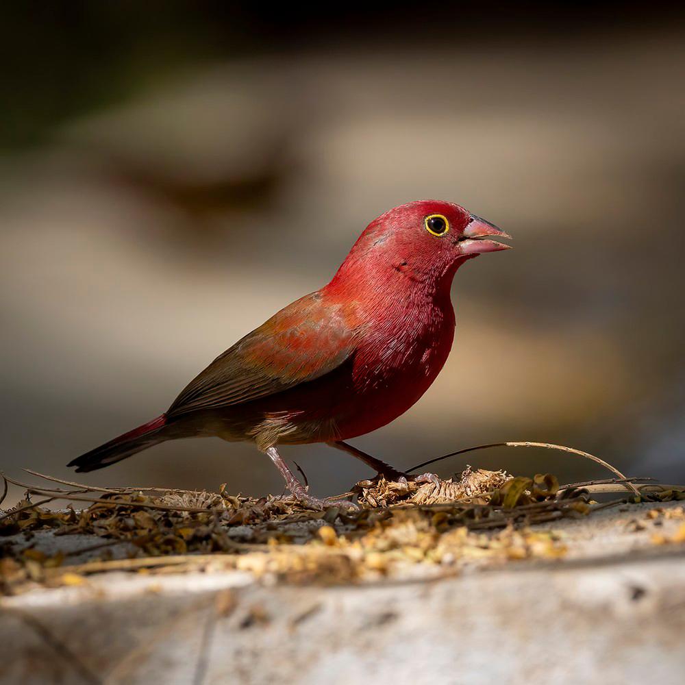 Vuurvink | Lagonosticta senegala, Geslacht onbekend, Tropenvogel, Geringd