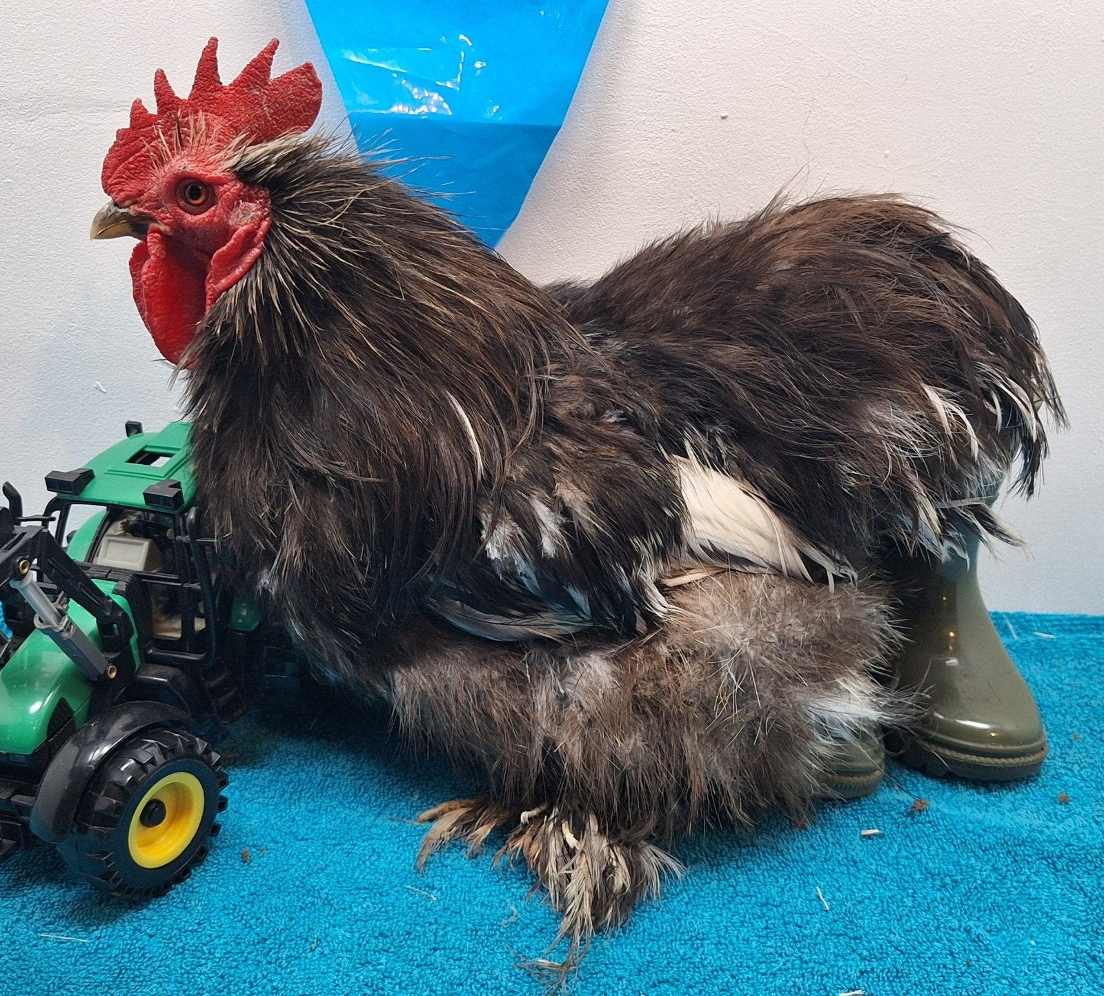 Zijdevederige en gladde Cochin kriel haantjes beschikbaar., Dieren en Toebehoren, Mannelijk, Kip