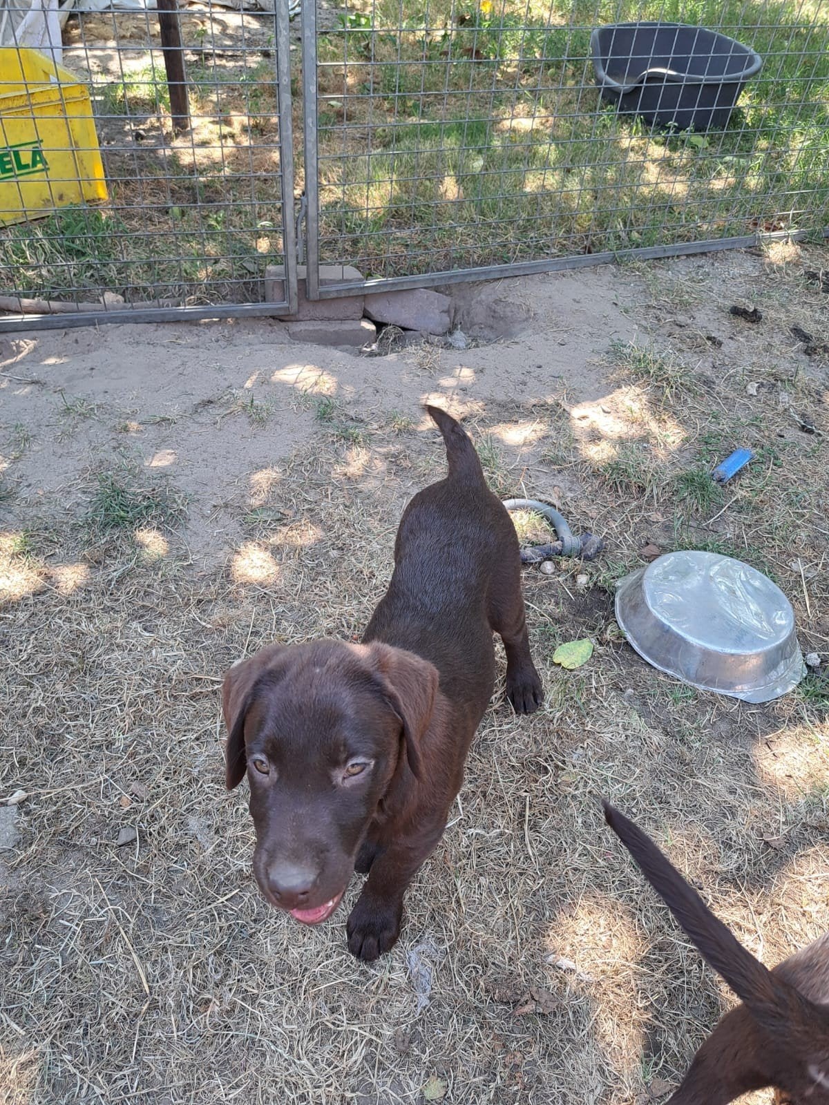 Lieve choc labrador pups op boerderij ouders aanwezig, Parvo, België, 15 weken tot 1 jaar, Labrador retriever