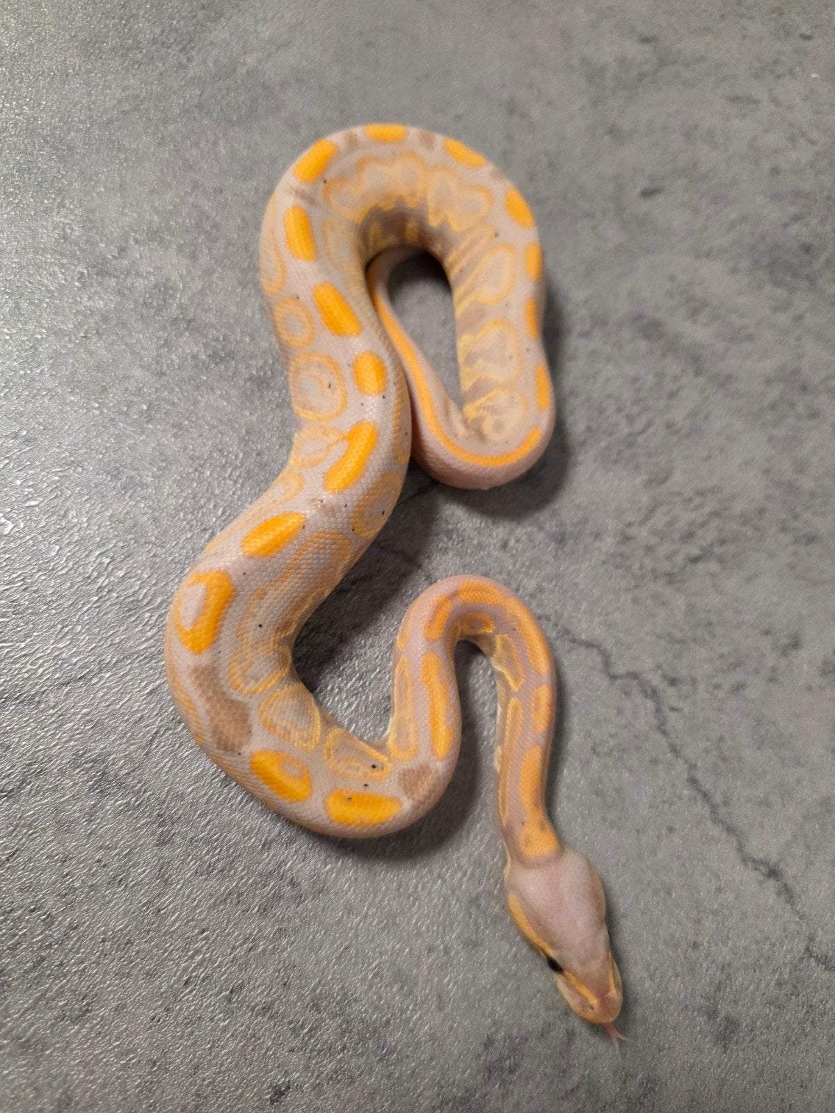 Femalemaker Barnhart Black Pastel Banana 50%Piebald♂️ Ball Python photo 2
