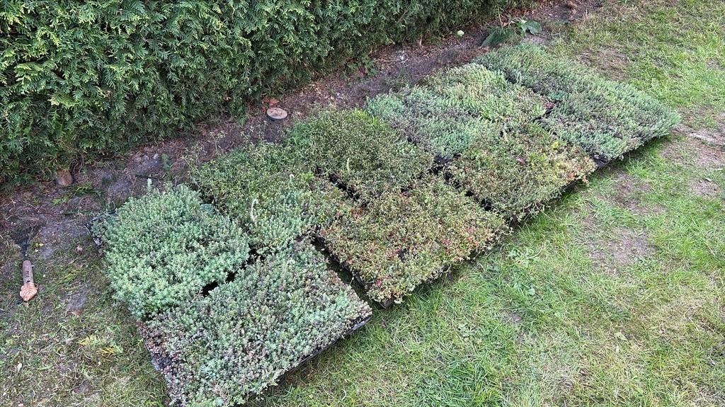 Biodivers Sedum Kruidentray cassettes, 2,4m2, nieuw, Ophalen