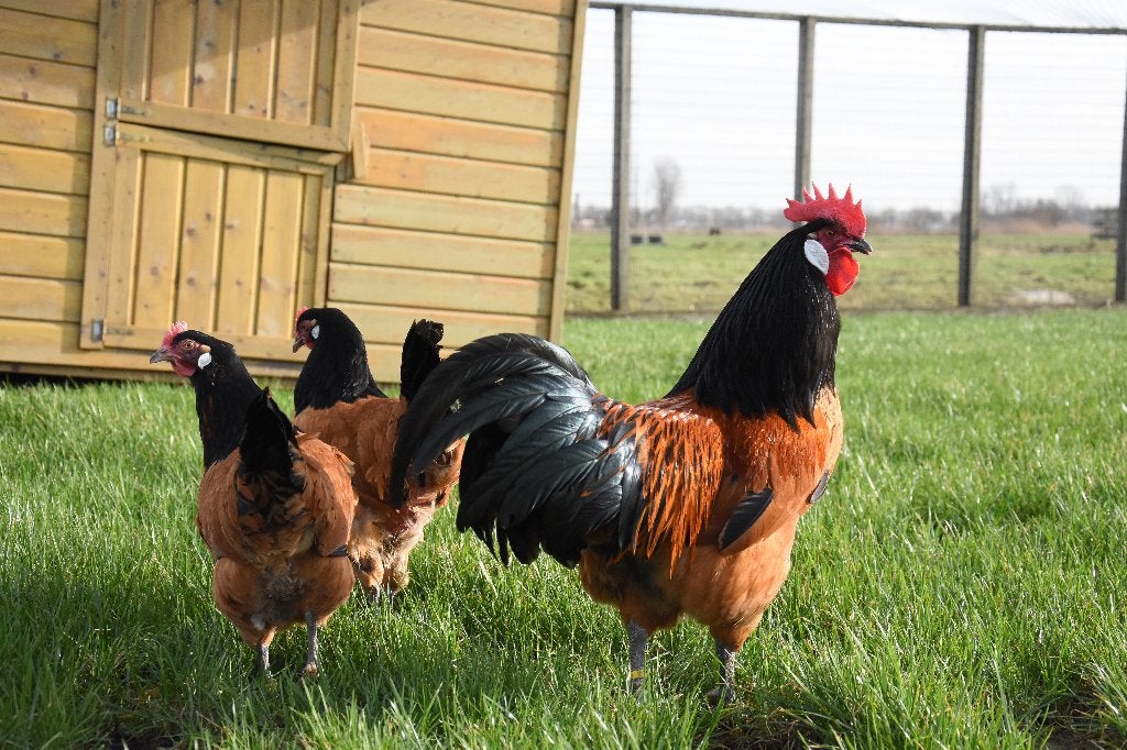 Vorwerk groot | Sierlijke kippen | Jonge kippen, Dieren en Toebehoren, Meerdere dieren, Kip