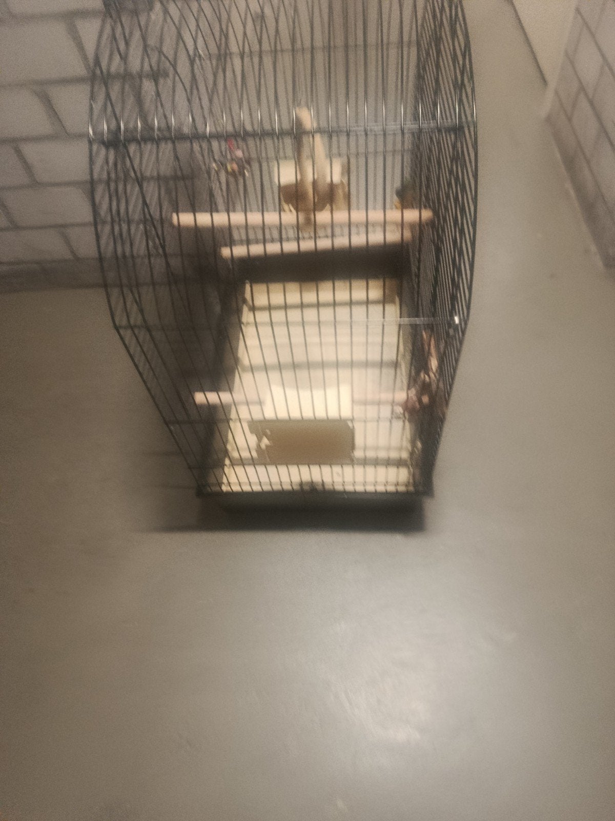 kooi papagaai, Dieren en Toebehoren, Vogels | Hokken en Kooien, Ophalen of Verzenden, Metaal, Vogelkooi