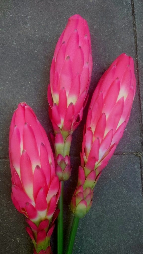 EXOTISCHE BLOEM - REAL TOUCH, Ophalen of Verzenden, Nieuw