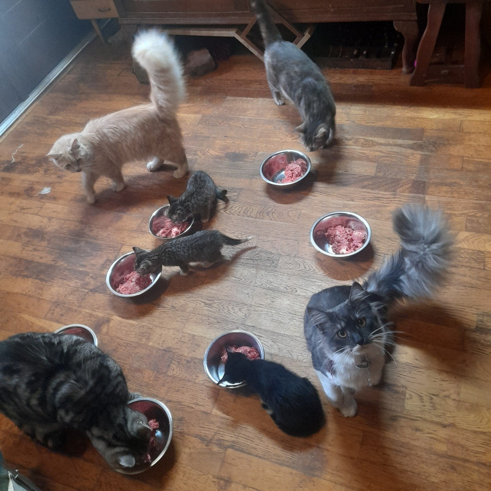 3 kittens uit Opvang UBN8752941 NOG 1 KATERTJE ZWART, Meerdere dieren
