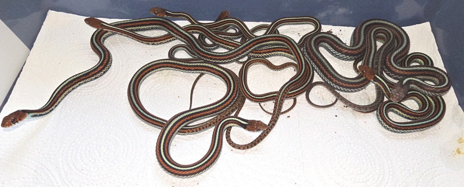 Thamnophis sirtalis tetrataenia nakweek 2025, Dieren en Toebehoren, Slang, 0 tot 2 jaar