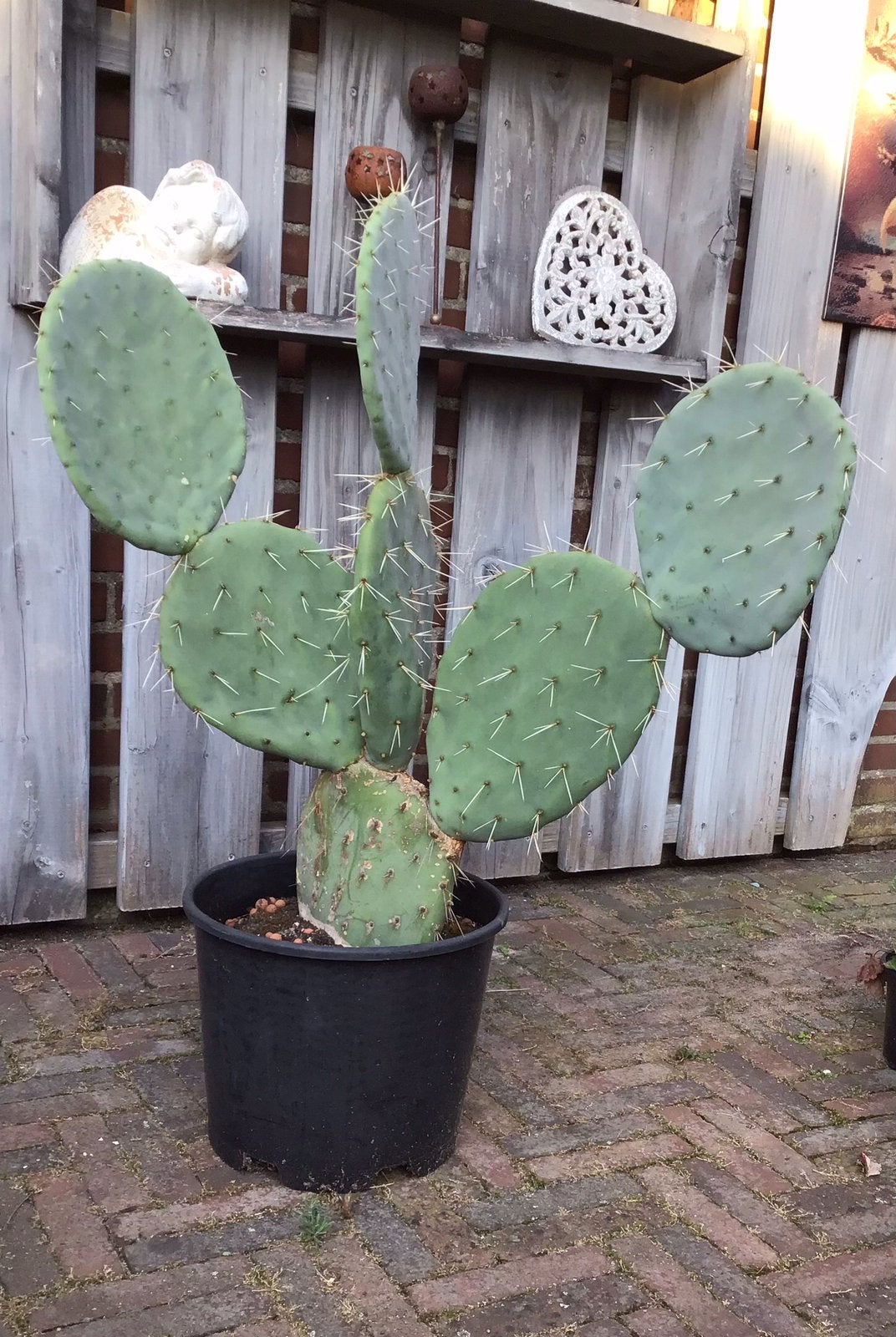 Prachtige cactus, Tuin en Terras, Planten | Tuinplanten, Ophalen, Vaste plant, Overige soorten, Volle zon