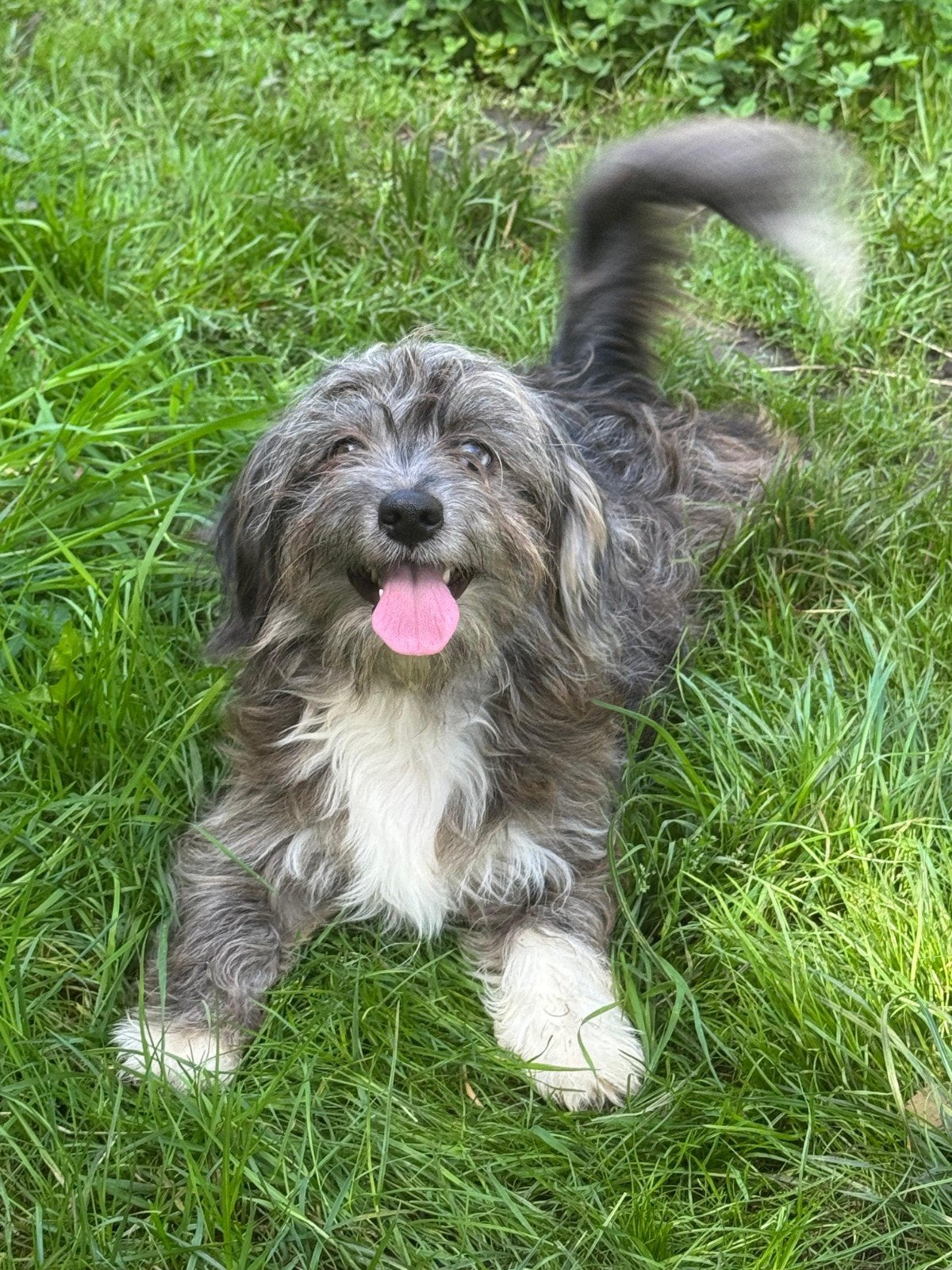 Lief, vrolijk Poedel  Pomeriaan puppemeisje zoekt een goude, Dieren en Toebehoren, Parvo, 15 weken tot 1 jaar, Teef, Eén hond