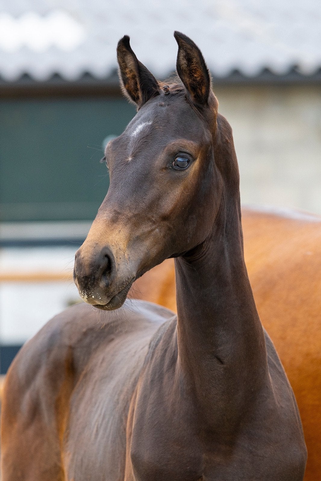 Merrieveulen uit top stam, Dieren en Toebehoren, Paarden, Merrie, Minder dan 160 cm, Dressuurpaard, 0 tot 2 jaar