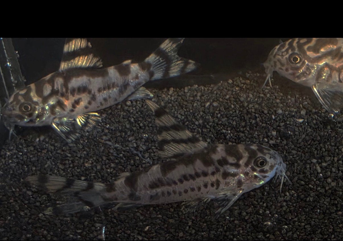 Corydoras CW 111, Dieren en Toebehoren, Vis, Zoetwatervis, Schoolvis