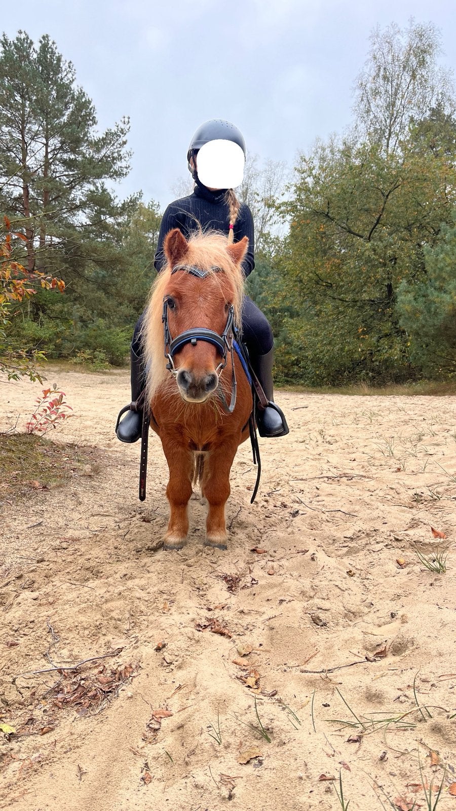 Paardrijles aangeboden, Ophalen