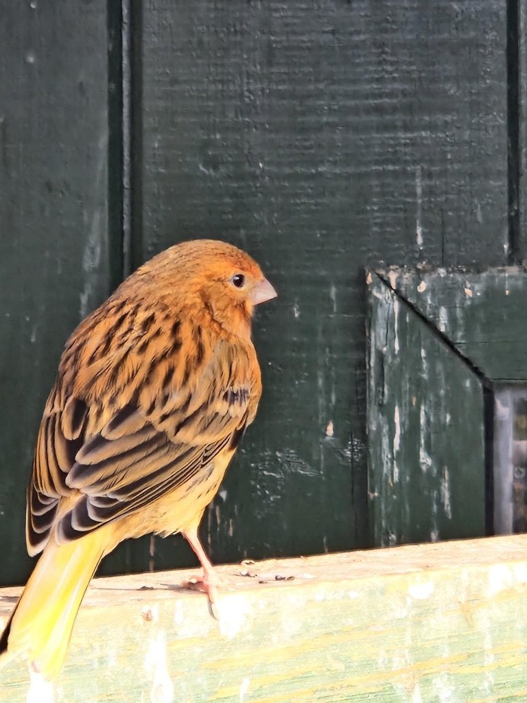 6 JONGE KANARIES UIT BUITEN VOLIERE, Meerdere dieren, Kleurkanarie