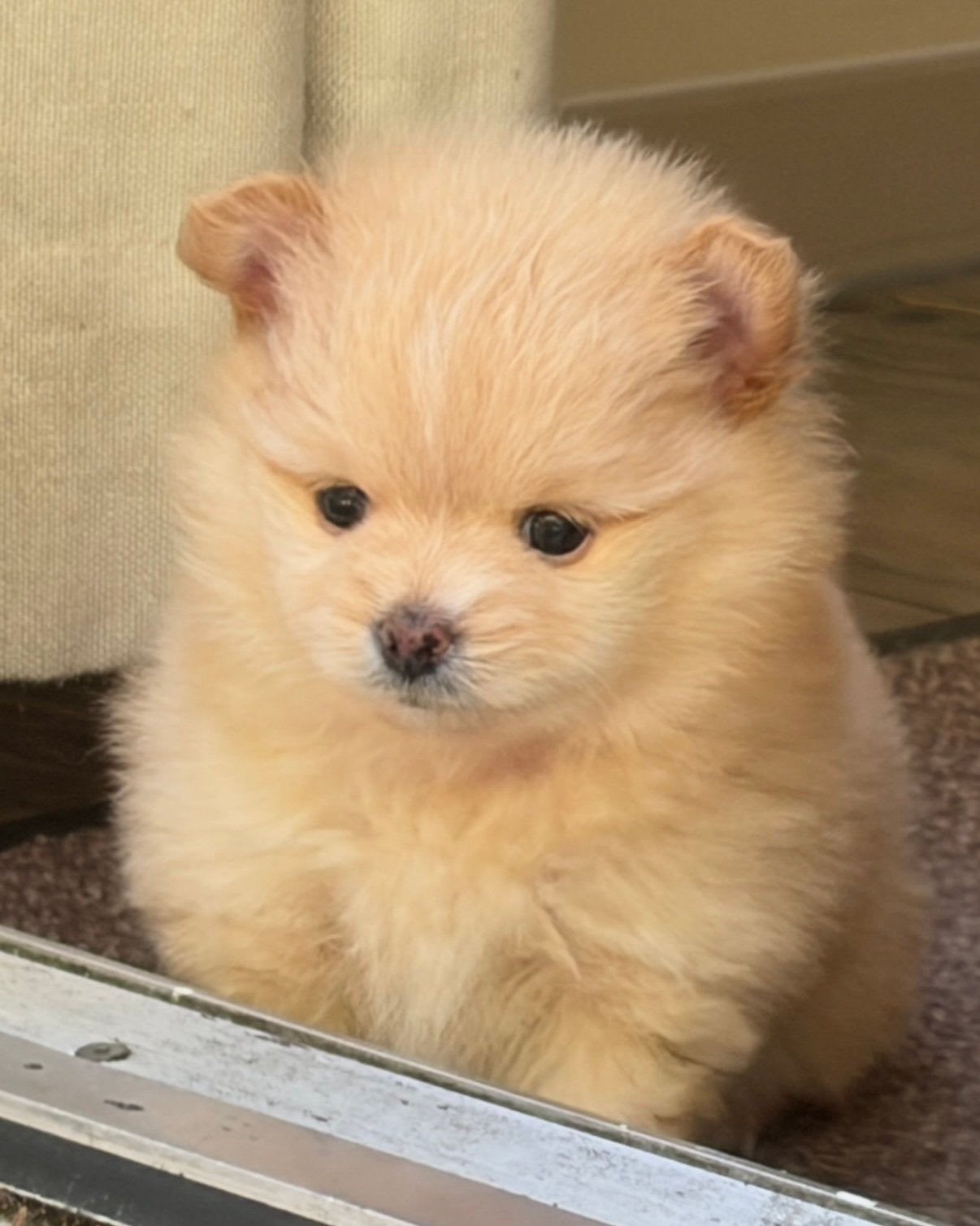 POMCHI 🐶 🦊 Pomeriaan x chihuahua  pup 🦊🐶 mini formaatje, Parvo, 8 tot 15 weken, Eén hond, Nederland