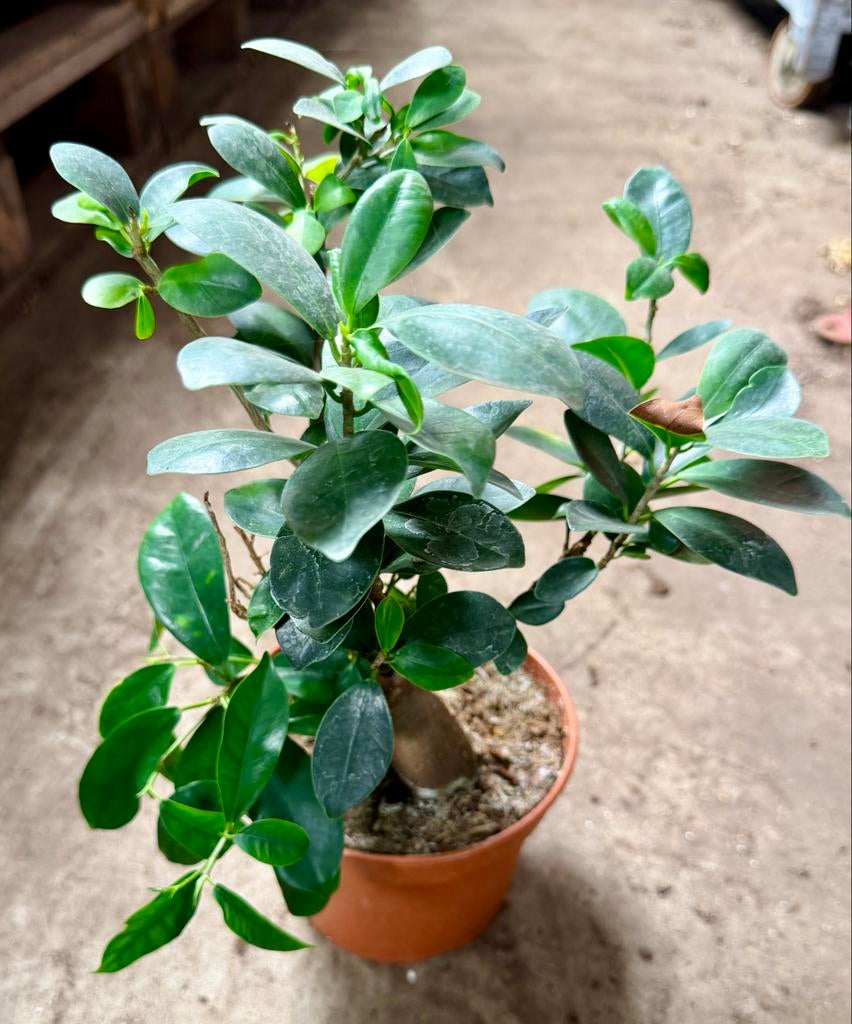 Ficus Ginseng, Huis en Inrichting, Kamerplanten, Ficus, In pot, Minder dan 100 cm, Groene kamerplant