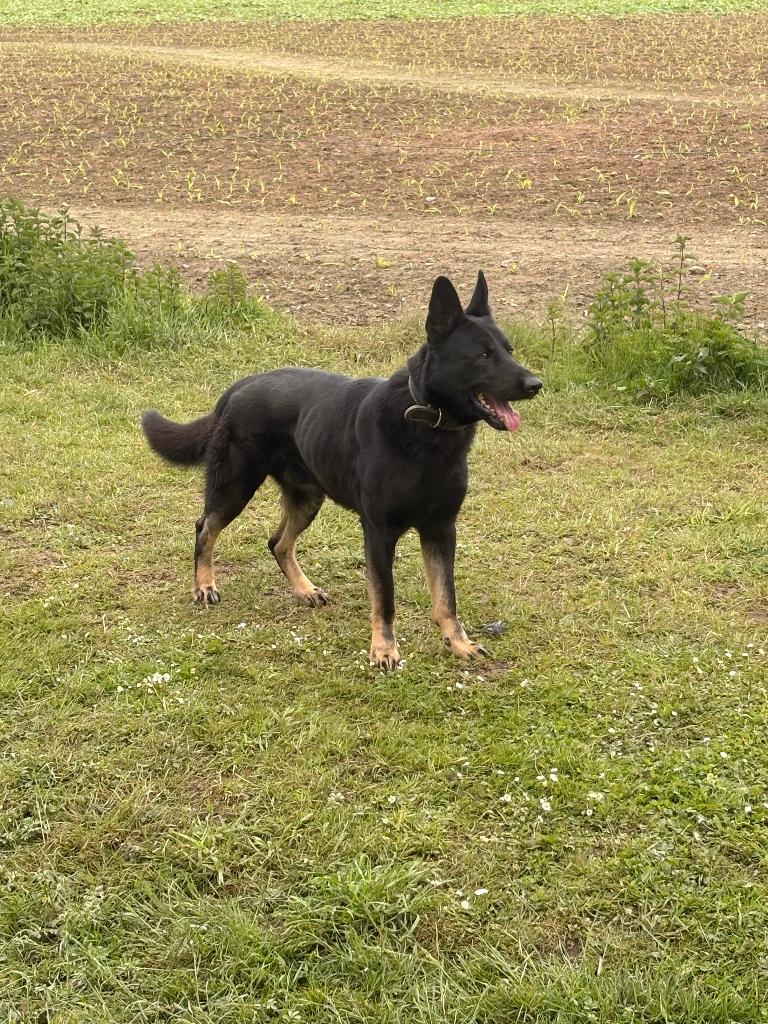 Duitse herder reu, Dieren en Toebehoren, Honden | Herdershonden en Veedrijvers, Reu, Herder, Particulier, Meerdere, Buitenland