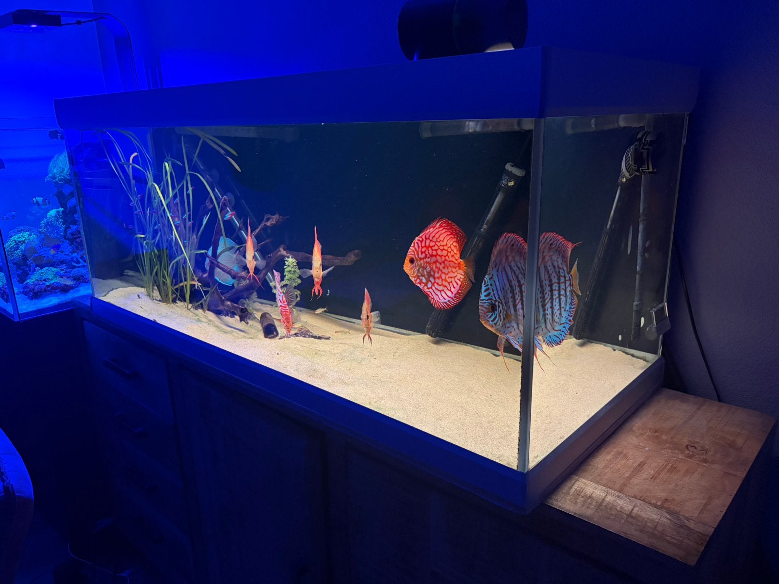 Discus aquarium, Vis, Zoetwatervis