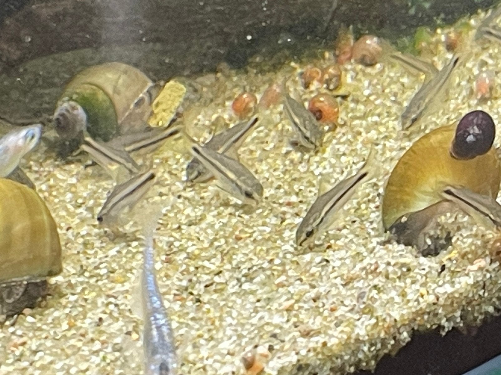 Corydoras Pygmaeus, Dieren en Toebehoren, Vis