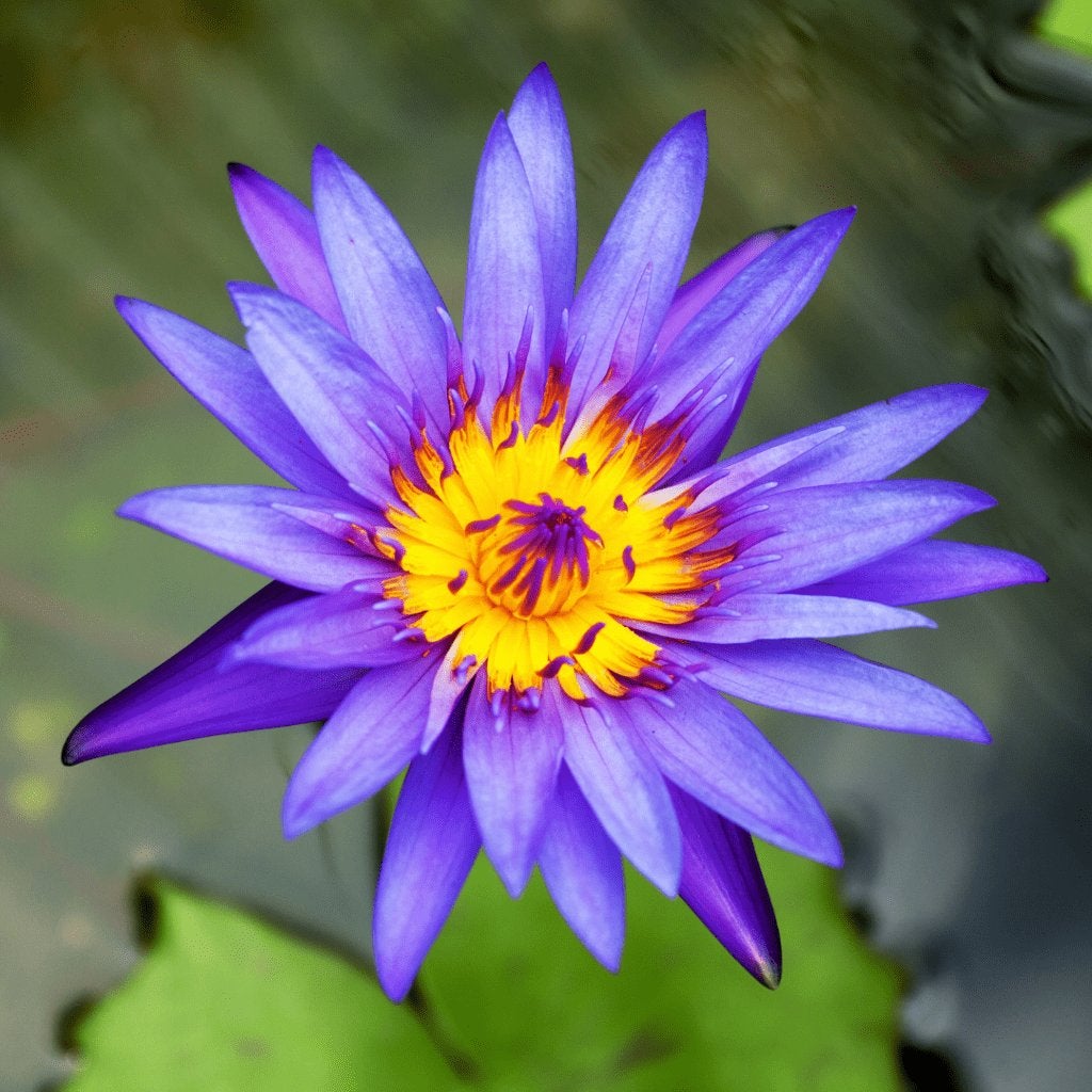 Blauw Paarse Waterlelie zaadjes, Verzenden, Halfschaduw