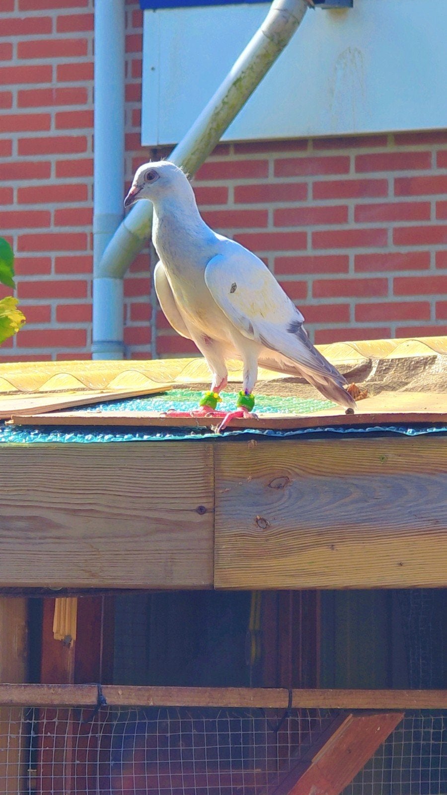 Duiven te koop, Dieren en Toebehoren, Vogels | Duiven, Meerdere dieren, Overige soorten