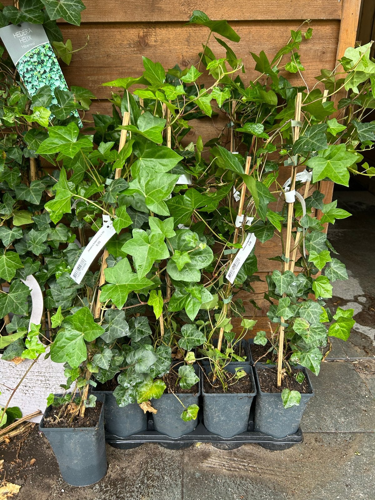 Hedera Hibernica (Ierse klimop) - Groenblijvende klimplant, Ophalen, Vaste plant, Bloeit niet, Klimplanten