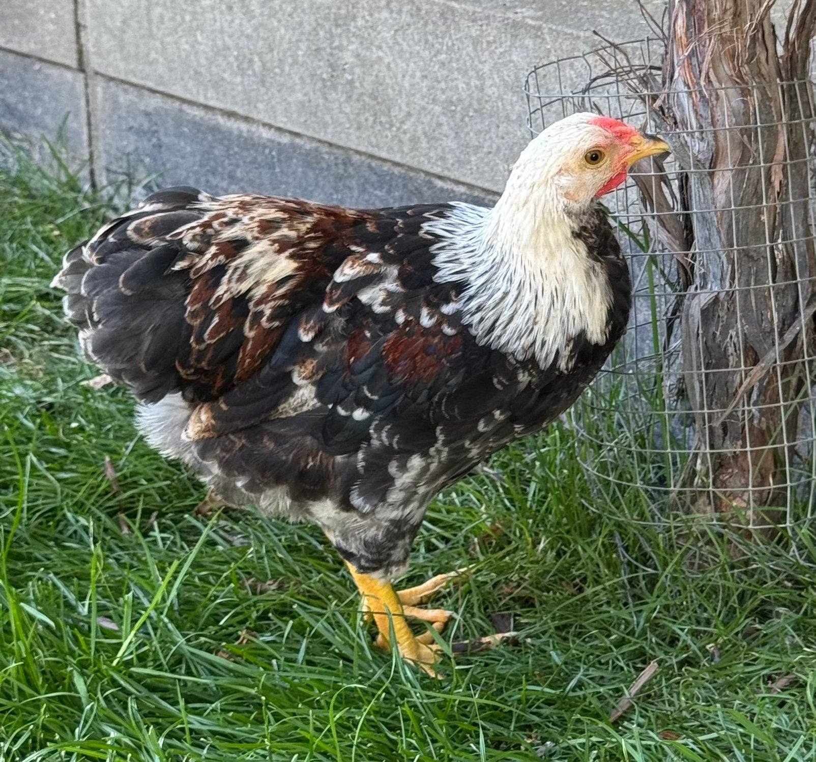 Meerdere Wyandotte hanen, Dieren en Toebehoren, Mannelijk, Kip