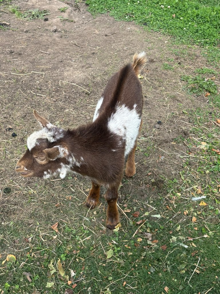 Geiten bokje, Dieren en Toebehoren, Mannelijk, Geit, 0 tot 2 jaar