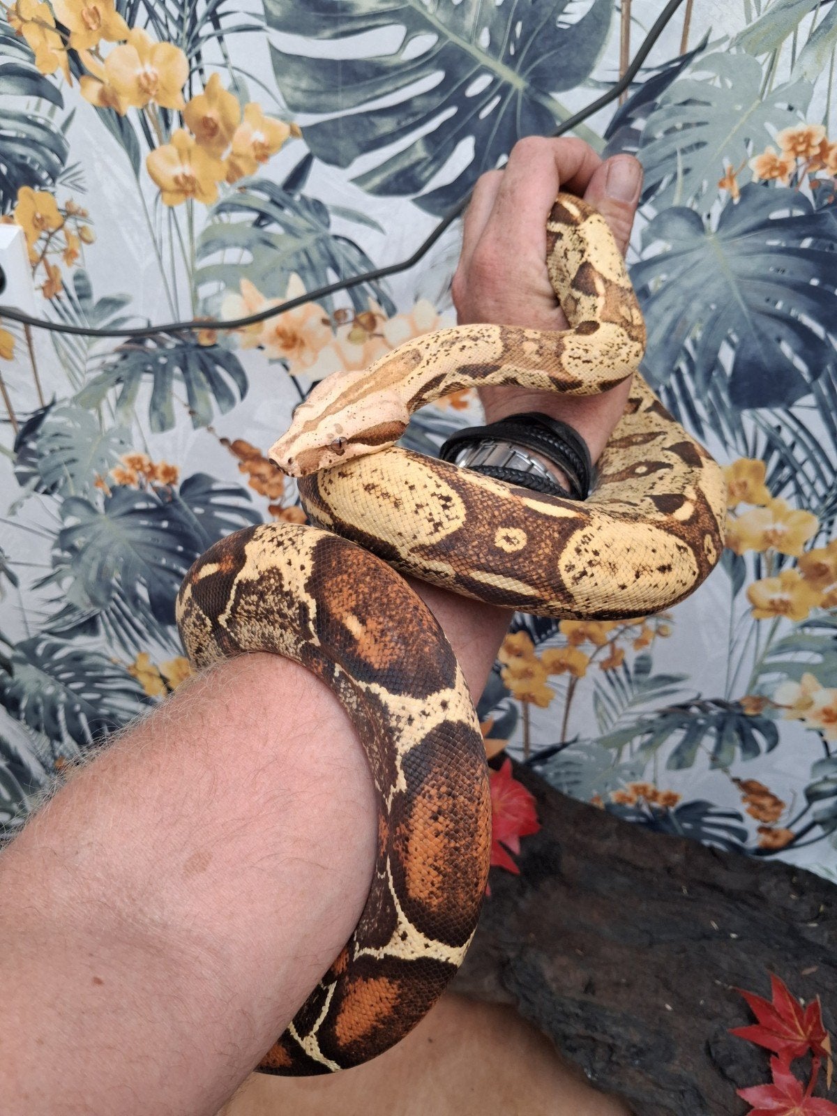 te koop 1.0 vpi harlequin jungle, Dieren en Toebehoren