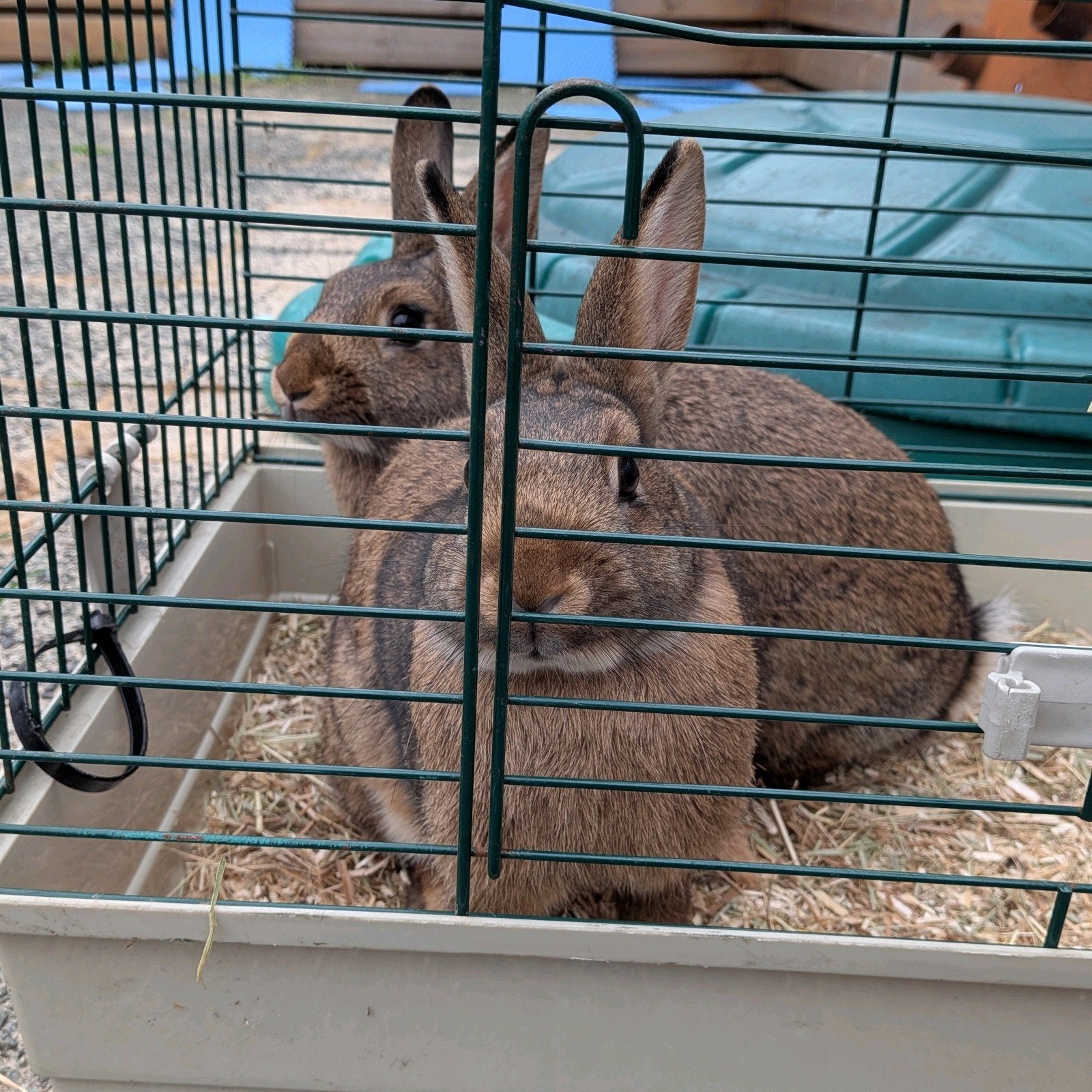 GRATIS 2 vrouwtjes konijnen, 110 cm of meer, Zo goed als nieuw, Konijn, Hok