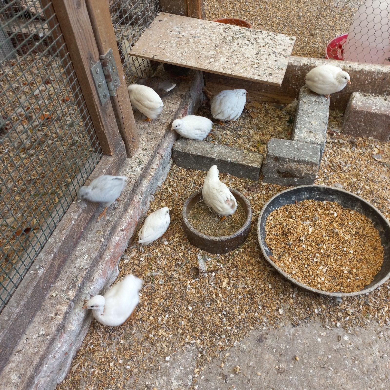 Te koop chinese dwergkwartels, Dieren en Toebehoren, Vogels | Overige Vogels, Meerdere dieren
