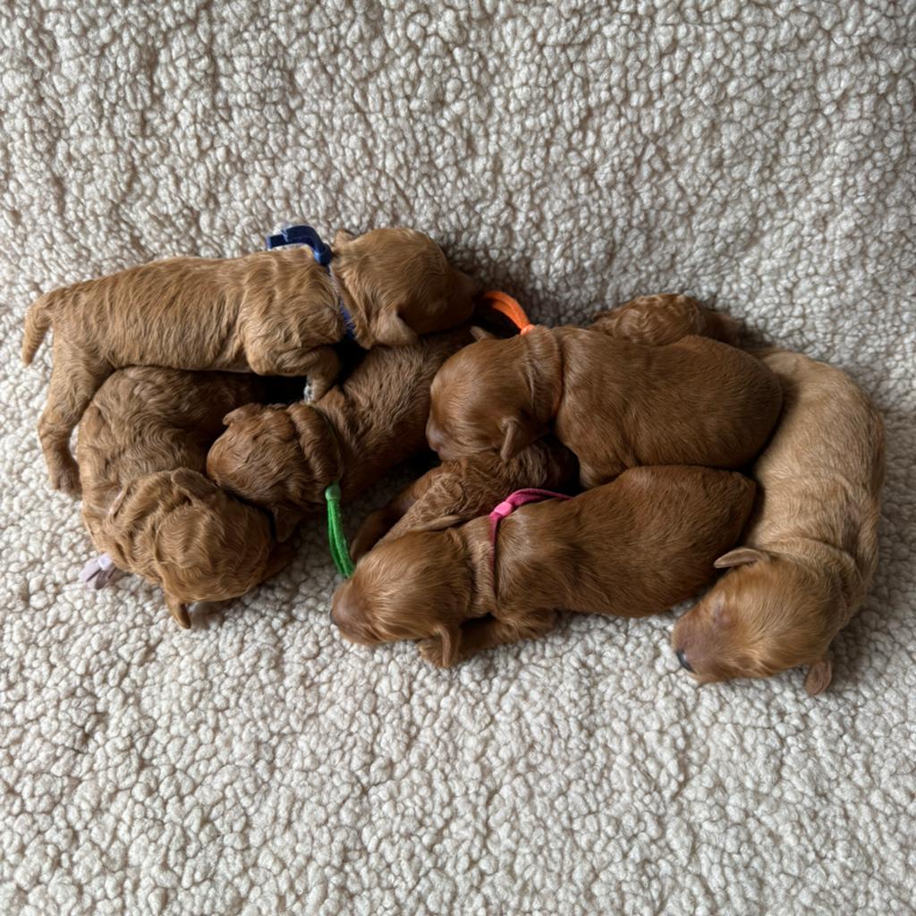 Cockapoo f1bb pups rood/abrikoos, Dieren en Toebehoren, 8 tot 15 weken, Parvo, Meerdere, Meerdere dieren